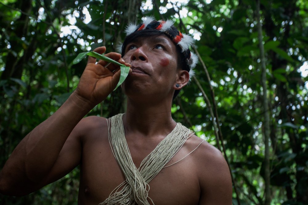 Bird hunter Carlos Enqueri, from the Waorani of Pastaza indigenous group, uses a leaf to simulate the sound of a toucan in the Amazon rainforest in the province of Pastaza, Ecuador, on April 25, 2022. Thomson Reuters Foundation/Fabio Cuttica