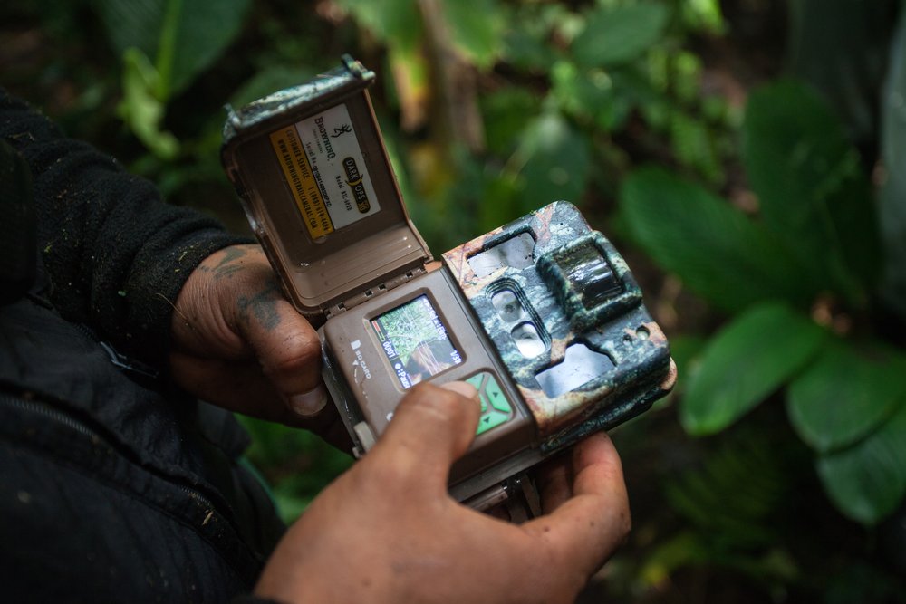 A Cofan indigenous guard shows off a camouflaged camera, which the group attaches to trees in the Amazon rainforest near Sinangoe, Ecuador, to record footage of trespassing illegal gold miners, on April 21, 2022. The Cofan prohibit gold mining across their land covering 32,000 hectares (79,000 acres). Thomson Reuters Foundation/Fabio Cuttica
