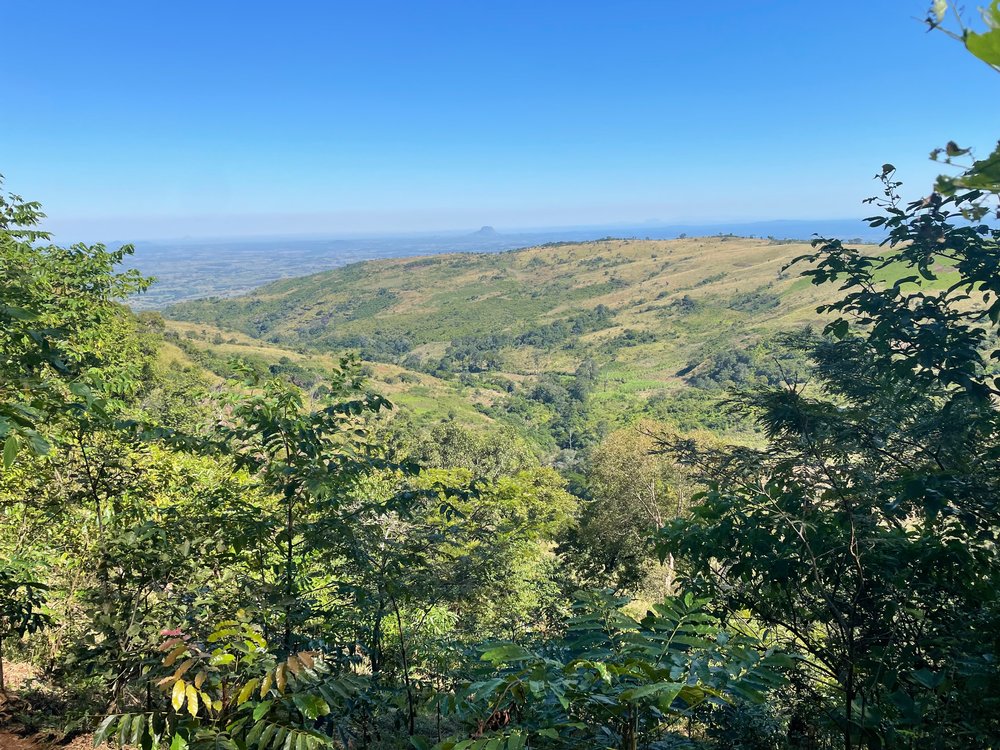 Árvores, tecnologia e pessoas ajudam parque Moçambicano a reverter